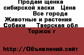 Продам щенка сибирской хаски › Цена ­ 8 000 - Все города Животные и растения » Собаки   . Тверская обл.,Торжок г.